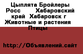 Цыплята Бройлеры Росс-308 - Хабаровский край, Хабаровск г. Животные и растения » Птицы   